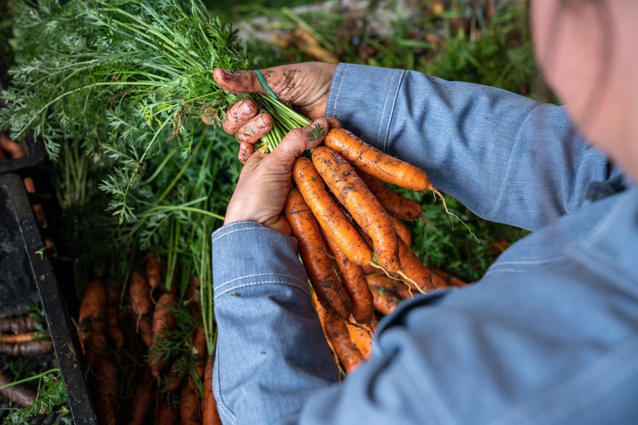 Mains tenant un bouquet de carottes fraîches